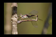 Chalcolestes parvidens, thumbnail 20 / 20