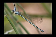 Coenagrion caerulescens, thumbnail 2 / 20