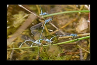 Coenagrion caerulescens, thumbnail 4 / 20