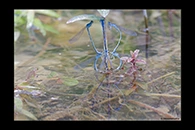 Coenagrion caerulescens, thumbnail 5 / 20