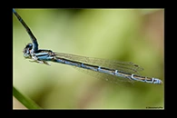 Coenagrion caerulescens, thumbnail 6 / 20