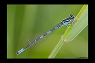 Coenagrion caerulescens, thumbnail 7 / 20