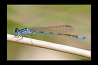 Coenagrion caerulescens, thumbnail 9 / 20