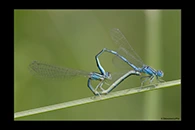 Coenagrion caerulescens, thumbnail 15 / 20