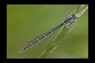 Coenagrion caerulescens, thumbnail 17 / 20