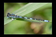 Coenagrion caerulescens, thumbnail 18 / 20