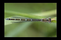 Coenagrion caerulescens, thumbnail 19 / 20