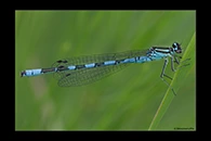 Coenagrion hastulatum, thumbnail 2 / 20