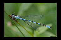 Coenagrion hastulatum, thumbnail 3 / 20