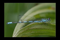 Coenagrion hastulatum, thumbnail 5 / 20