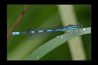 Coenagrion hastulatum, thumbnail 6 / 20