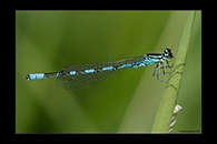 Coenagrion hastulatum, thumbnail 7 / 20