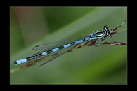 Coenagrion hastulatum, thumbnail 10 / 20