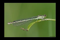 Coenagrion hastulatum, thumbnail 14 / 20