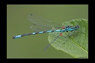 Coenagrion hastulatum, thumbnail 18 / 20