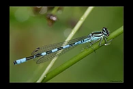 Coenagrion hastulatum, thumbnail 19 / 20