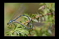 Coenagrion hylas, thumbnail 2 / 20