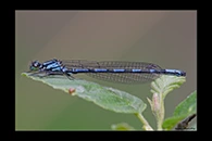 Coenagrion hylas, thumbnail 5 / 20