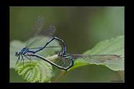 Coenagrion hylas, thumbnail 7 / 20