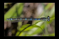 Coenagrion hylas, thumbnail 11 / 20