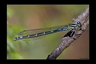 Coenagrion hylas, thumbnail 13 / 20