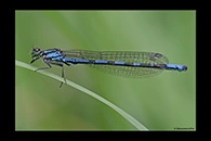 Coenagrion hylas, thumbnail 14 / 20