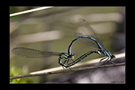 Coenagrion hylas, thumbnail 17 / 20