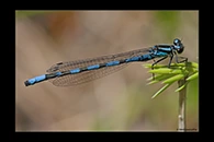 Coenagrion hylas, thumbnail 20 / 20
