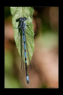 Coenagrion intermedium, thumbnail 2 / 20