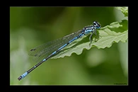 Coenagrion intermedium, thumbnail 4 / 20