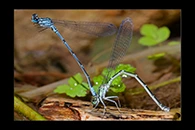 Coenagrion intermedium, thumbnail 7 / 20
