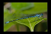 Coenagrion intermedium, thumbnail 9 / 20