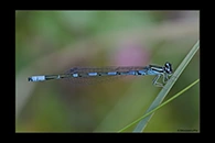 Coenagrion johanssoni, thumbnail 1 / 20