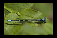 Coenagrion johanssoni, thumbnail 3 / 20