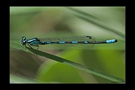 Coenagrion johanssoni, thumbnail 4 / 20