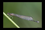Coenagrion johanssoni, thumbnail 5 / 20