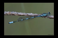 Coenagrion johanssoni, thumbnail 8 / 20