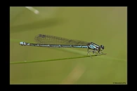 Coenagrion johanssoni, thumbnail 13 / 20