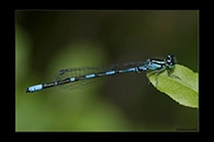 Coenagrion johanssoni, thumbnail 14 / 20