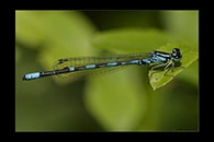 Coenagrion johanssoni, thumbnail 15 / 20