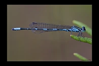 Coenagrion johanssoni, thumbnail 18 / 20