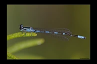 Coenagrion johanssoni, thumbnail 19 / 20