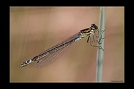 Coenagrion lunulatum, thumbnail 4 / 20