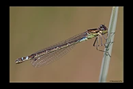 Coenagrion lunulatum, thumbnail 5 / 20