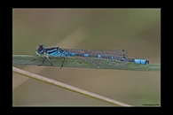 Coenagrion lunulatum, thumbnail 6 / 20