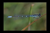 Coenagrion lunulatum, thumbnail 7 / 20