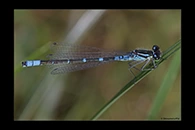 Coenagrion lunulatum, thumbnail 8 / 20