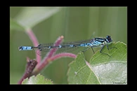 Coenagrion lunulatum, thumbnail 10 / 20
