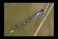 Coenagrion lunulatum, thumbnail 13 / 20