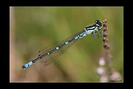 Coenagrion lunulatum, thumbnail 14 / 20